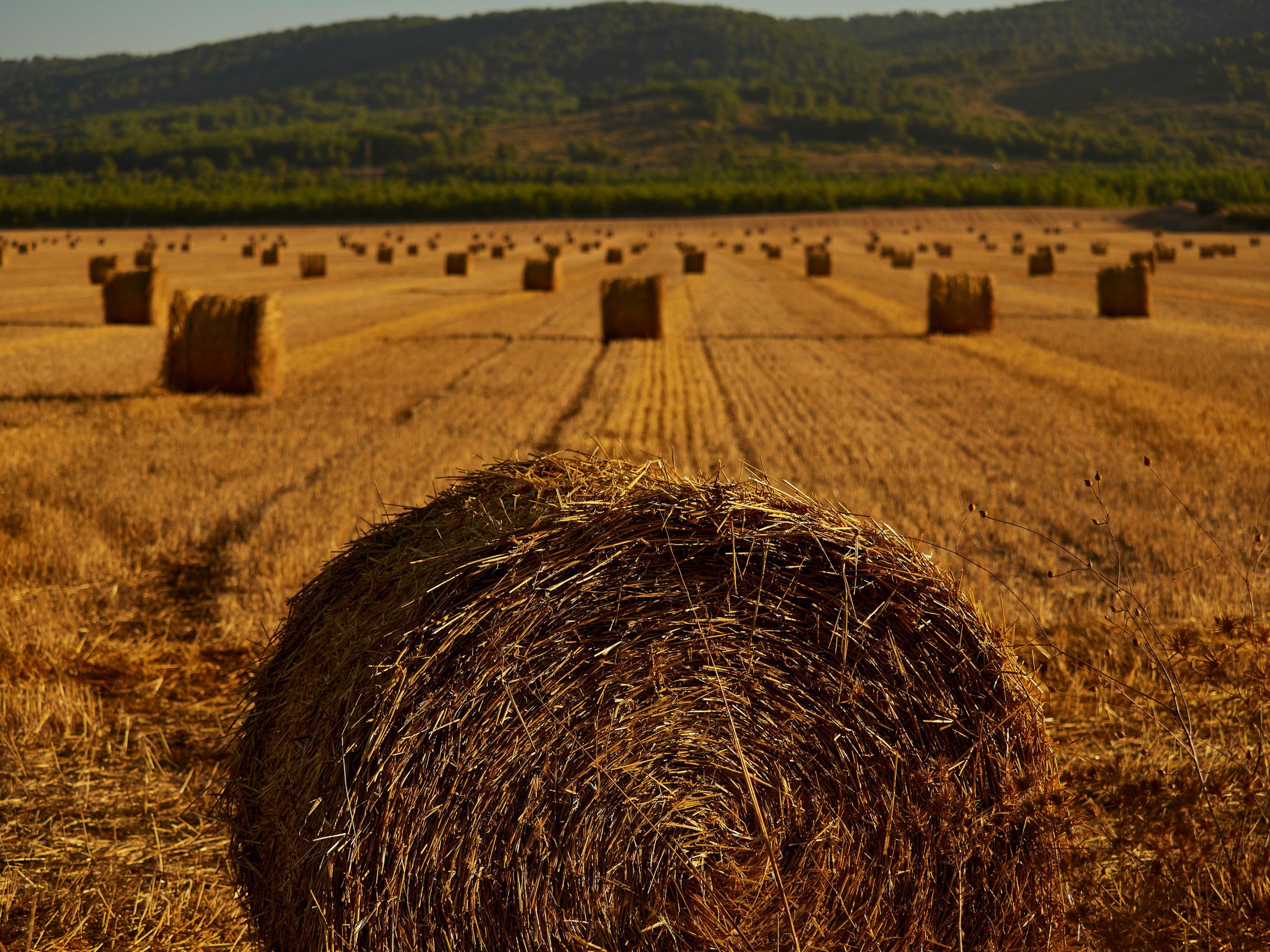 The Current State of Agriculture in Europe